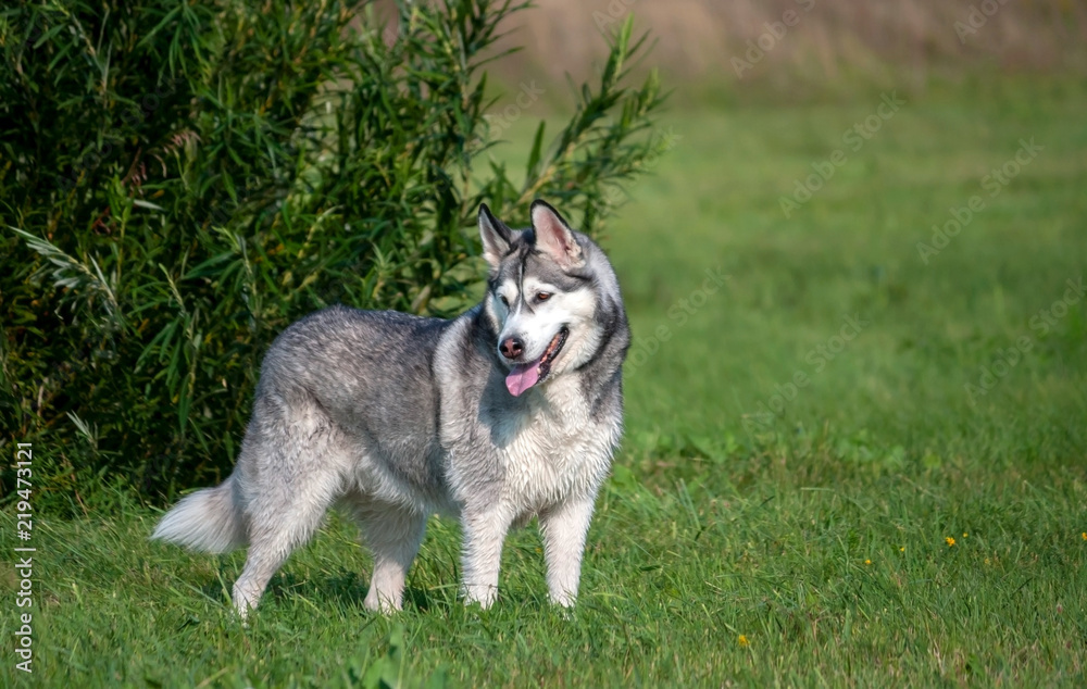 a portrait of an Alaskan Malamute dog in full growth, stands near a tall green bush, in the background and in the background green grass, a bright summer day