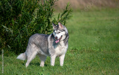 a portrait of an Alaskan Malamute dog in full growth  stands near a tall green bush  in the background and in the background green grass  a bright summer day