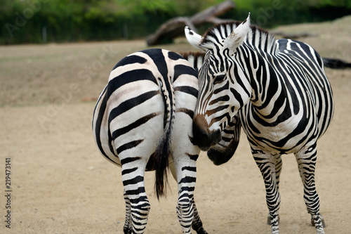 Couple of African striped coats zebras