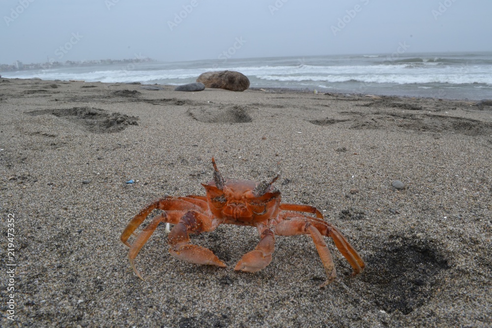 Red crab 2