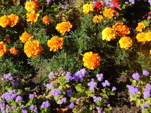 Multicolored flowers on a flower bed close-up