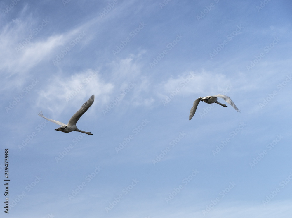 bird, sky, flying, seagull, fly