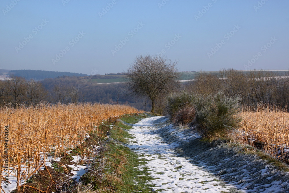 Hiking trail passing a grain field in the winter Hiking trail passing a grain field in the winter