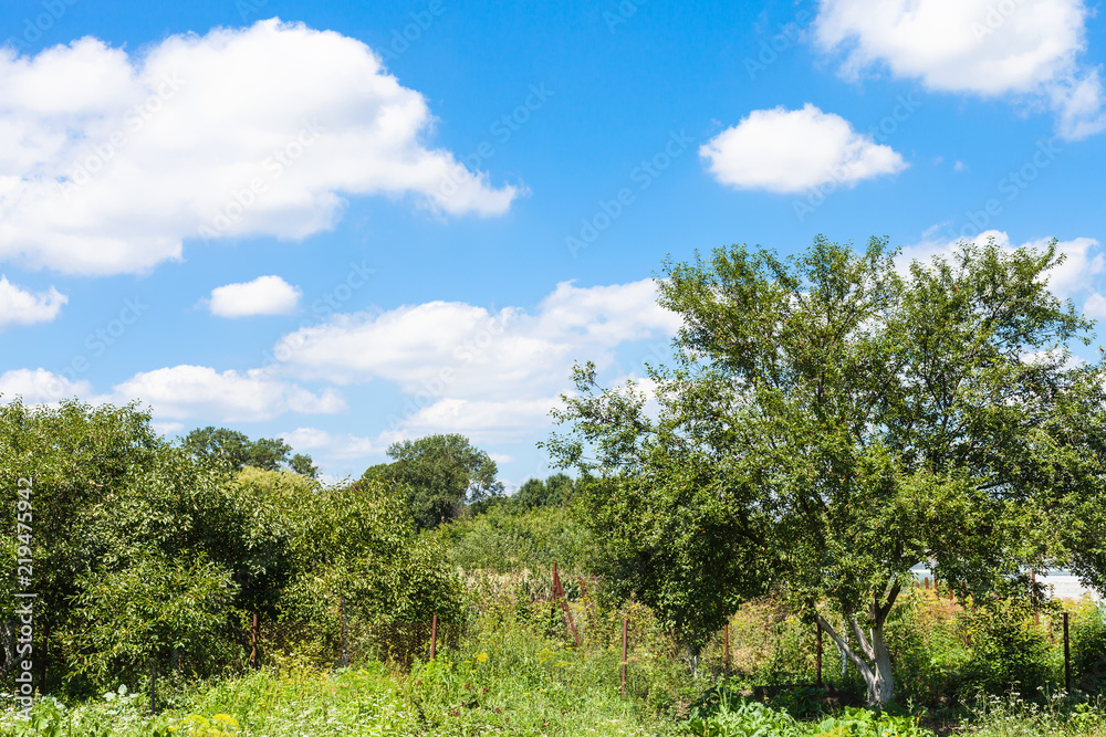 cherry trees in green rural garden under blue sky cherry trees in green rural garden under blue sky