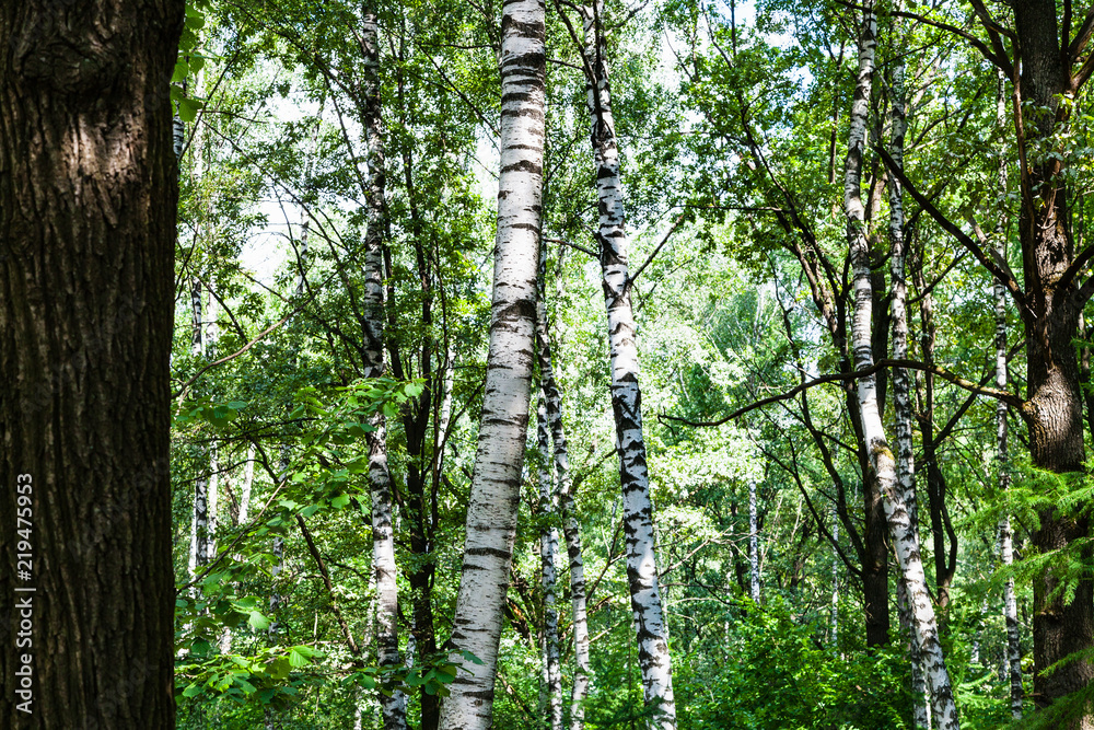 Fototapeta premium birch and oak trees in green forest on summer day