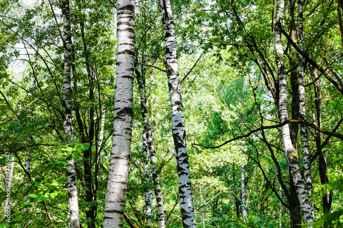 Fototapeta Naklejka Na Ścianę i Meble -  birch trees in green forest on sunny summer day