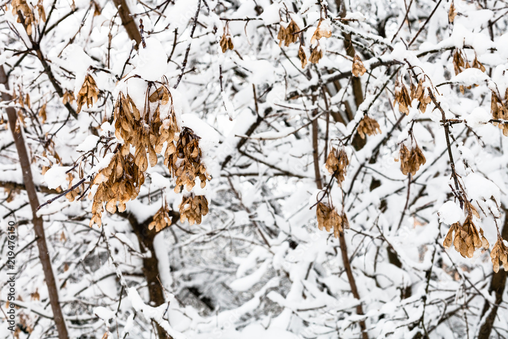snow-covered maple seeds on branch in snowy forest