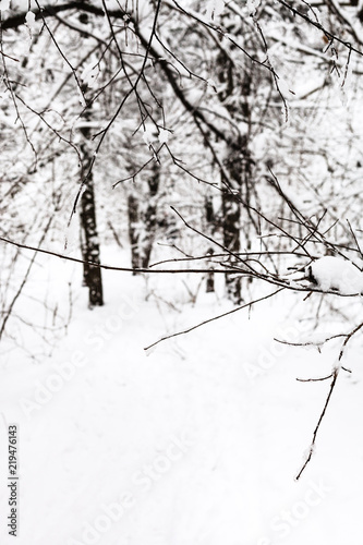 twig in snowy forest in overcast winter day