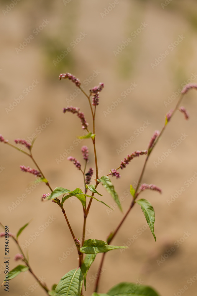 vertically background with field plants vertically background with field plants