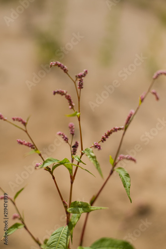 vertically background with field plants