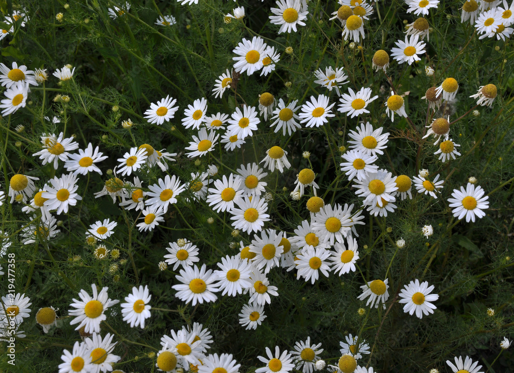 Flowers of camomile pharm