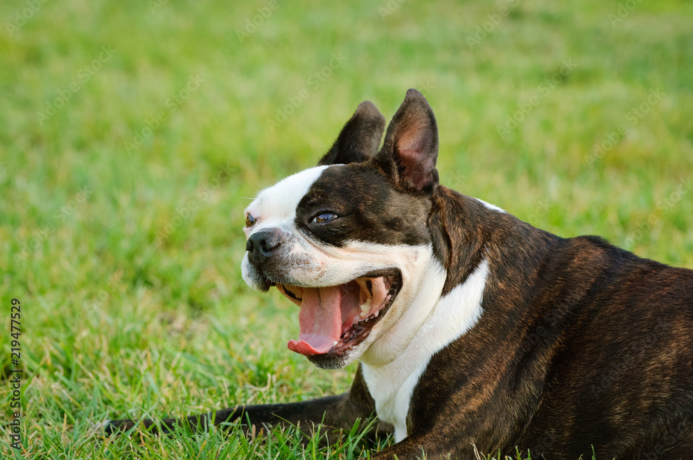 Boston Terrier dog lying down in grass yawning