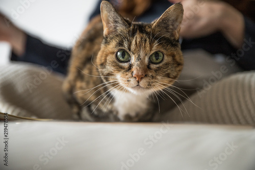 Cat on a Bed © will milne