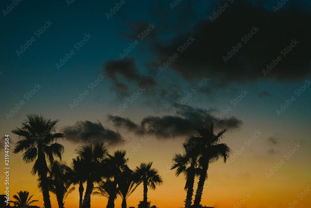 Backlit palm trees at sunset in a beach resort town in summer.