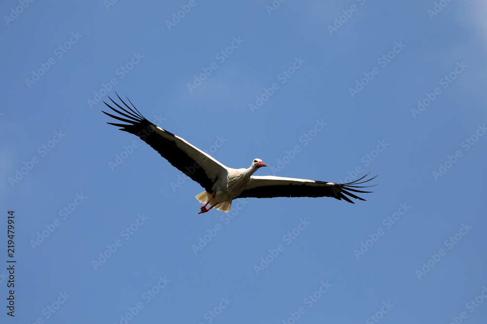 Obraz premium White Stork in flight