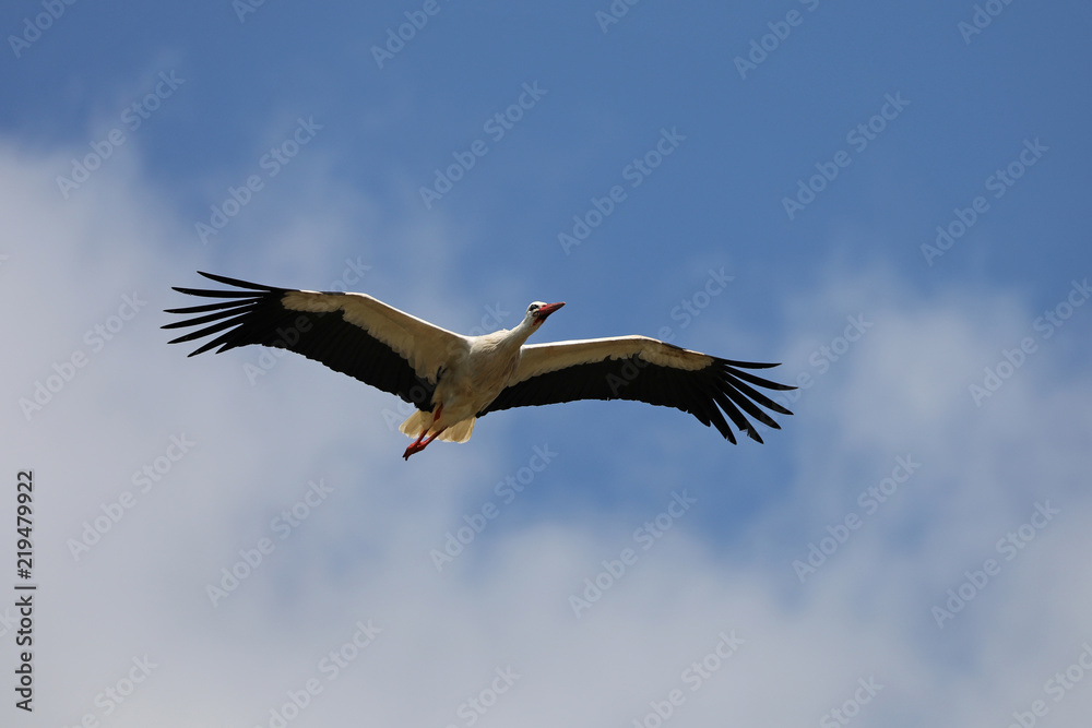 Obraz premium White Stork in flight