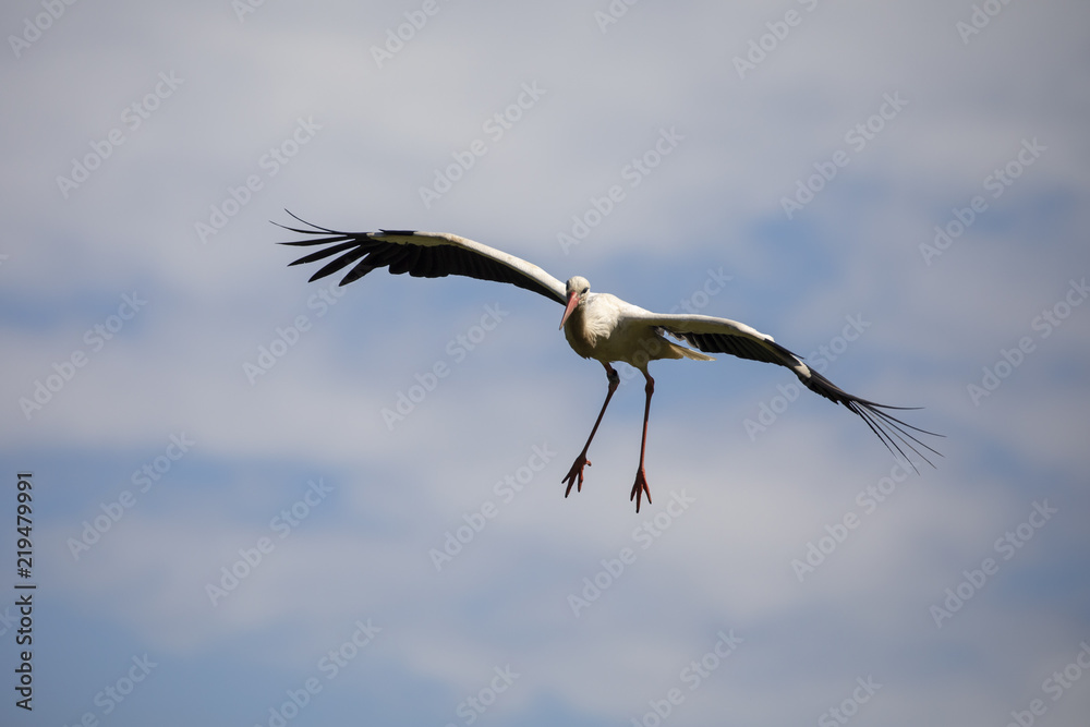 Fototapeta premium White Stork in flight