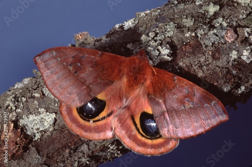 Io Moth  Automaris Io 