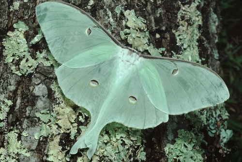 Luna Moth (Actias Luna) photo