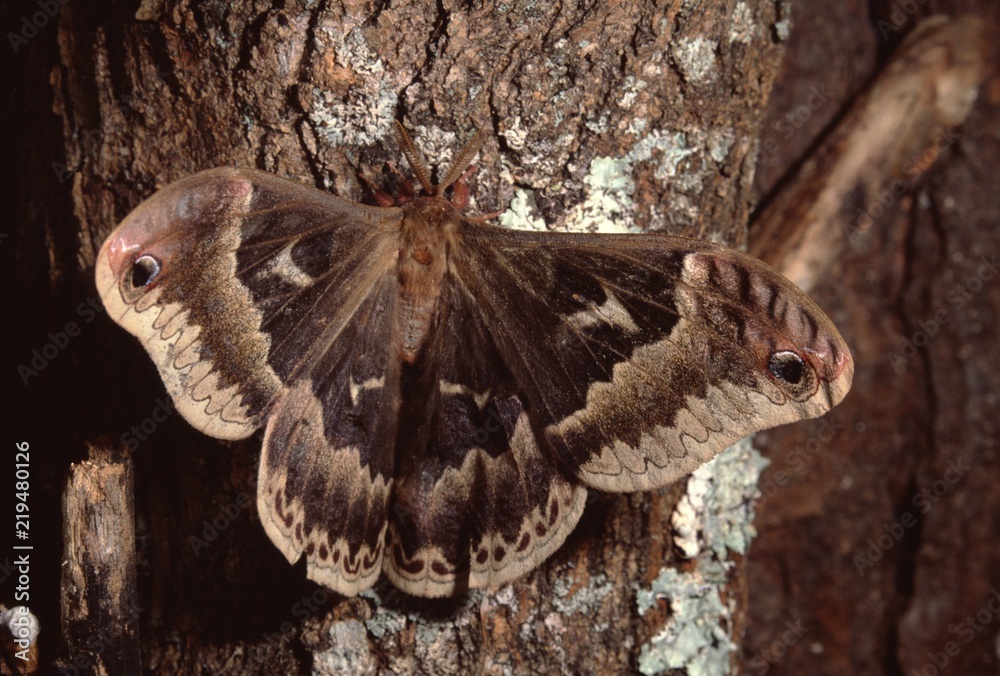 Tuliptree Silkmoth (Callosamia Angulifera) Tuliptree Silkmoth (Callosamia Angulifera)