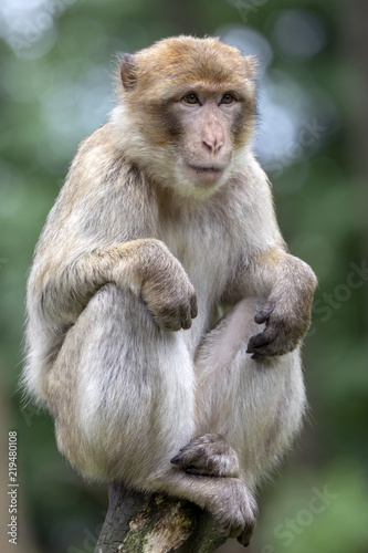 Barbary macaque © Edwin Butter