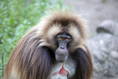 Male bleeding-heart monkey