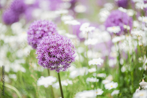 Fotografija purple ornamental onion on a background with white flowers