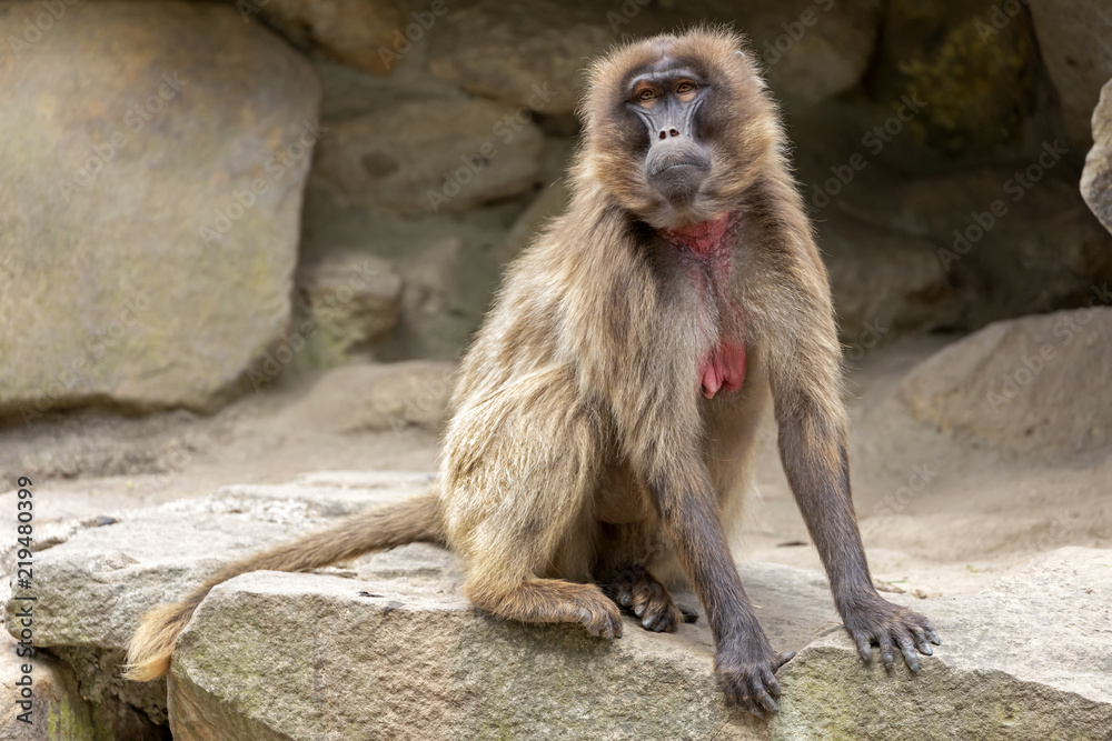 Fototapeta premium Bleeding heart monkey