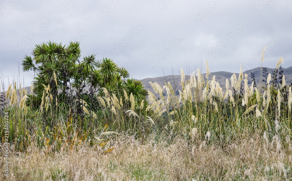 Landscape view of native New Zealand Vegetation Landscape view of native New Zealand Vegetation