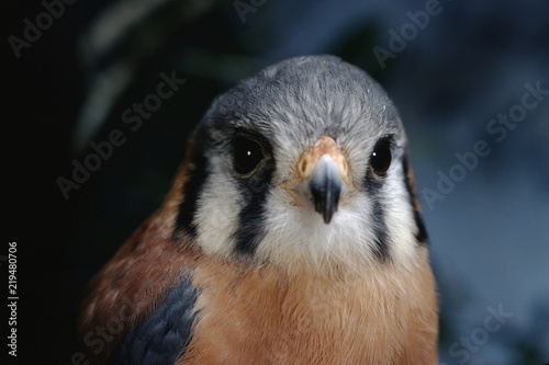 American Kestral (Falco Sparverius)