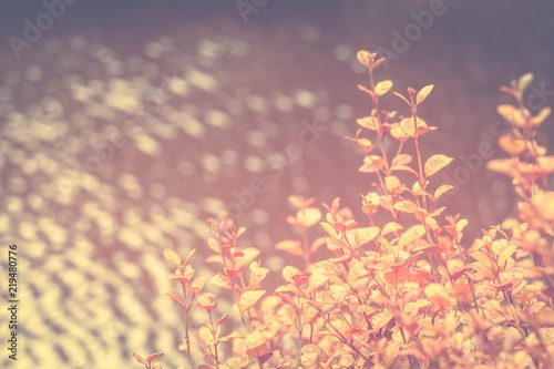 Background nature image with copy space in muted orange tones