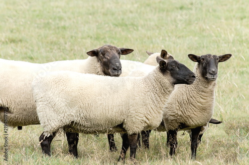 Obraz na plátně Close up image of New Zealand Suffolk Sheep