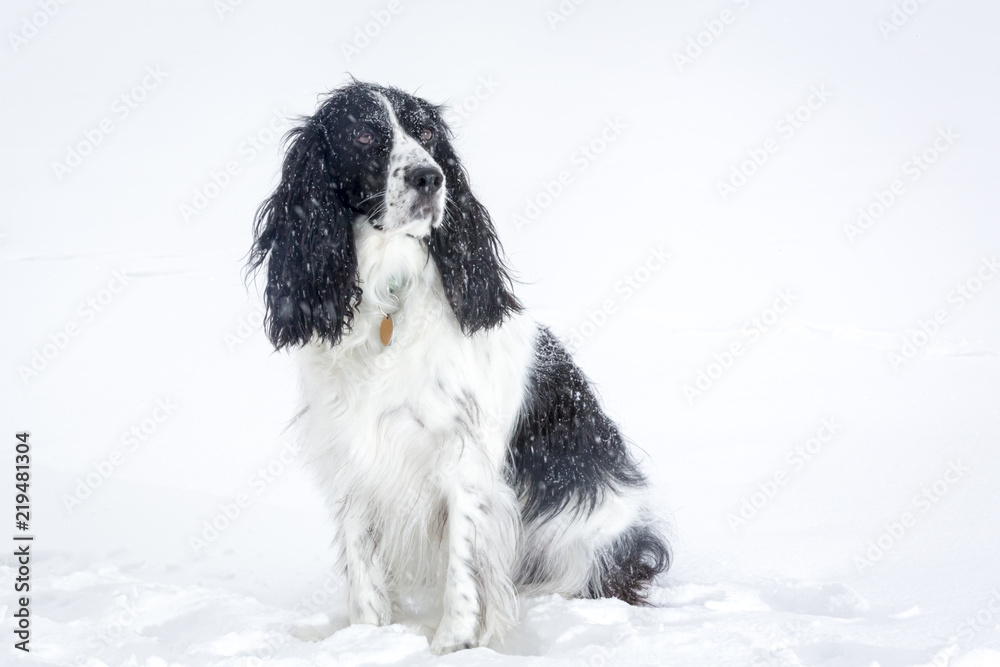 Springer Spaniel 7 Springer Spaniel 7