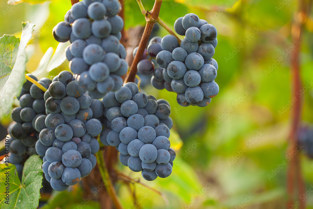 beautiful grapes growing