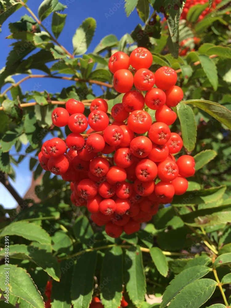Red berrys on a tree Red berrys on a tree