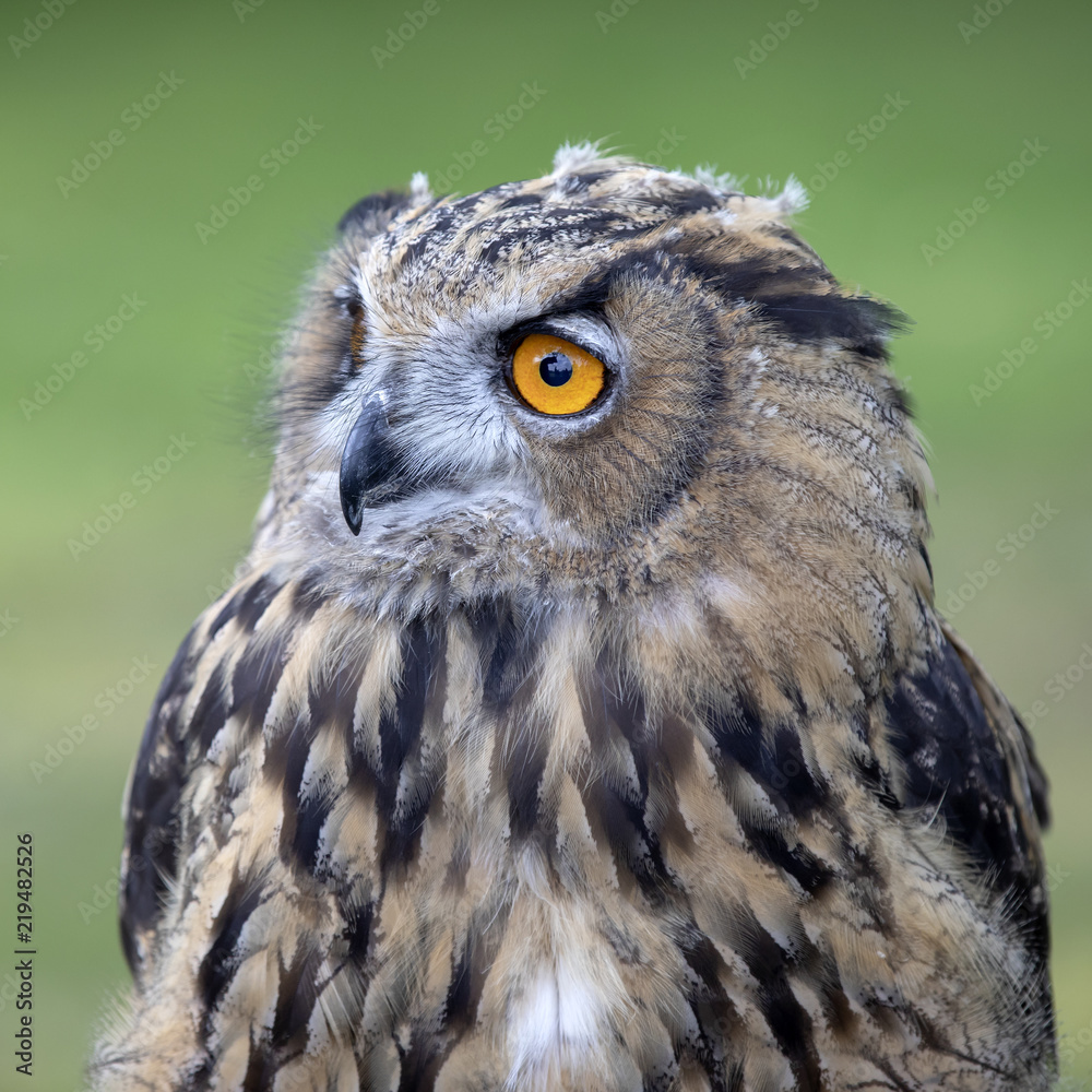 Eurasian Eagle Owl Eurasian Eagle Owl