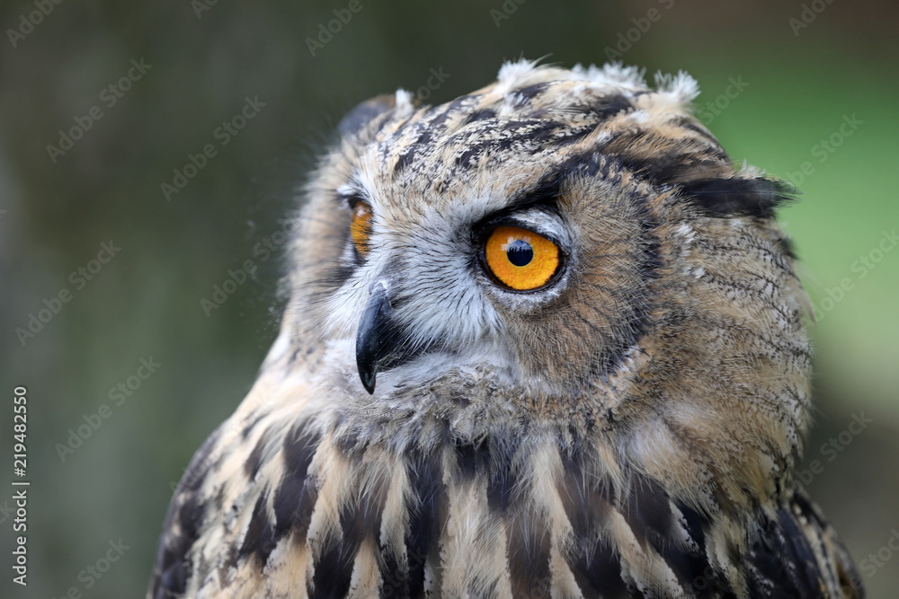 Obraz premium Eurasian Eagle Owl