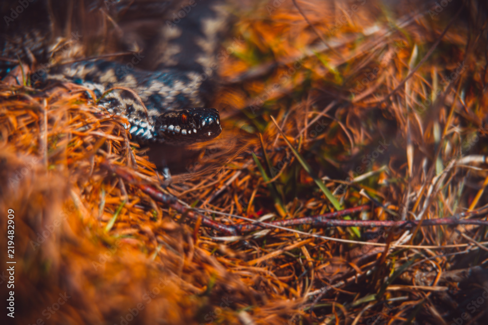 Viper Stock Photo | Adobe Stock