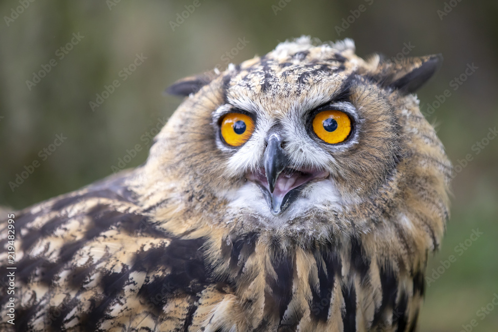 Fototapeta premium Eurasian Eagle Owl