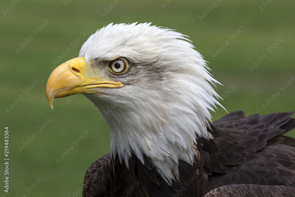 Bald eagle portrait Bald eagle portrait