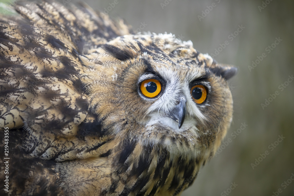 Obraz premium Eurasian Eagle Owl