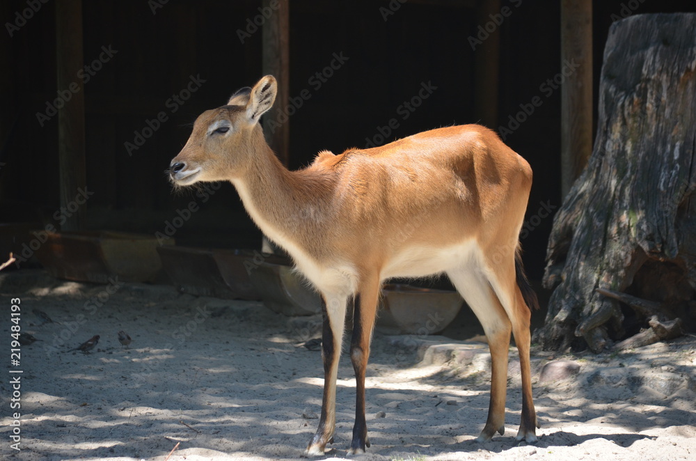 sun day wild deer animal antelopes sun day wild deer animal antelopes