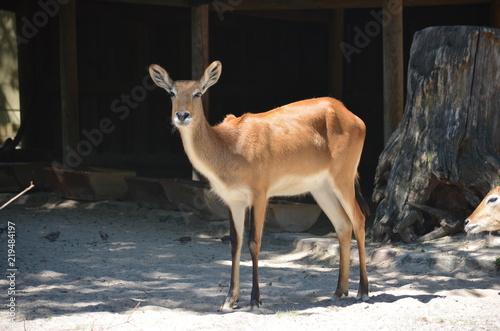 sun day wild deer  animal  antelopes