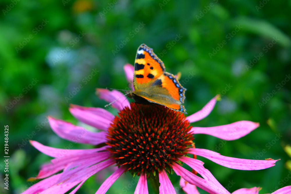 Obraz premium butterfly hives on the pink flower of Echinacea, beautiful bright natural composition, flowering garden, summer paints