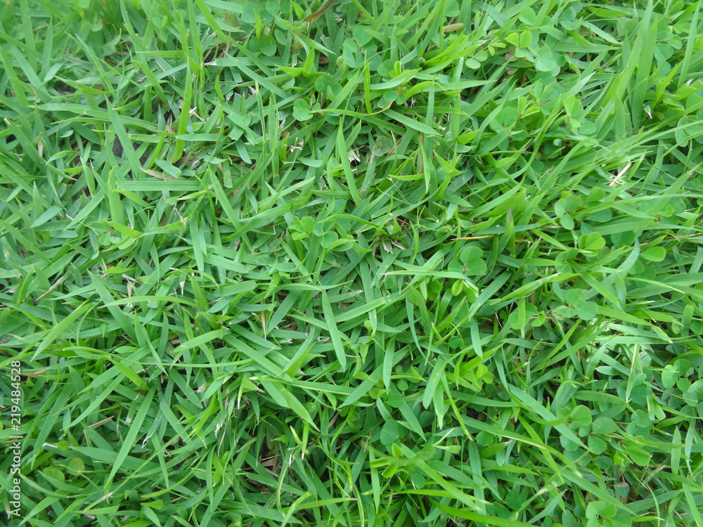 green grass background green grass background