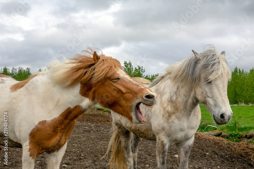 Fototapeta Naklejka Na Ścianę i Meble -  Icelandic horses