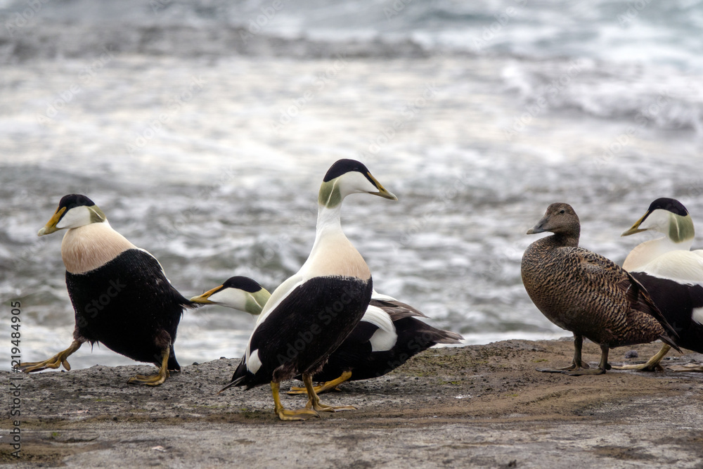Fototapeta premium Common Eider
