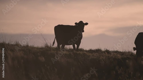 Cattle in field during sunset