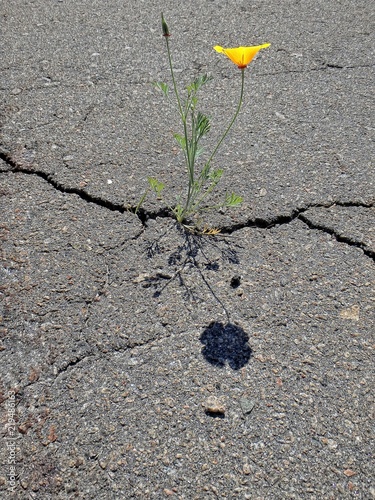 Strength of nature - plant is growing up throuhg asphalt
