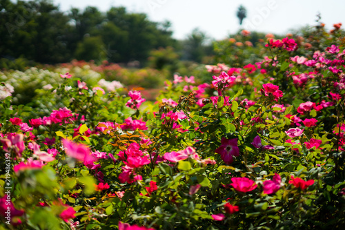 Fototapeta Naklejka Na Ścianę i Meble -  red rose in Rose Gardens